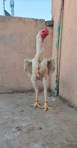 White shamoo yang Male for sale