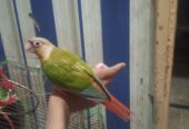 Free fly Hand Tame Parrot