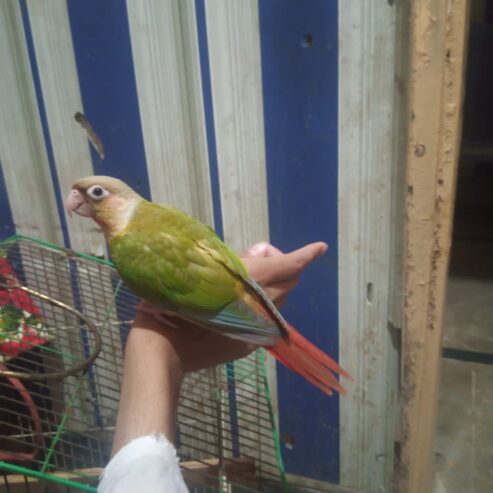 Free fly Hand Tame Parrot