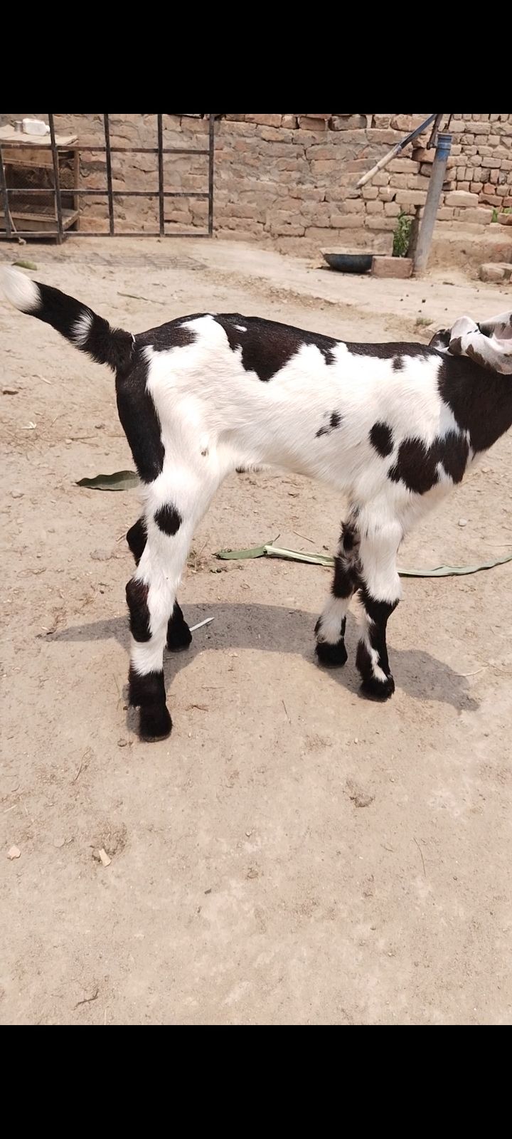 Beautiful Male age 2 months nearly