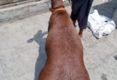 Dumba turkey