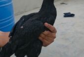 Aseel pathia for sale