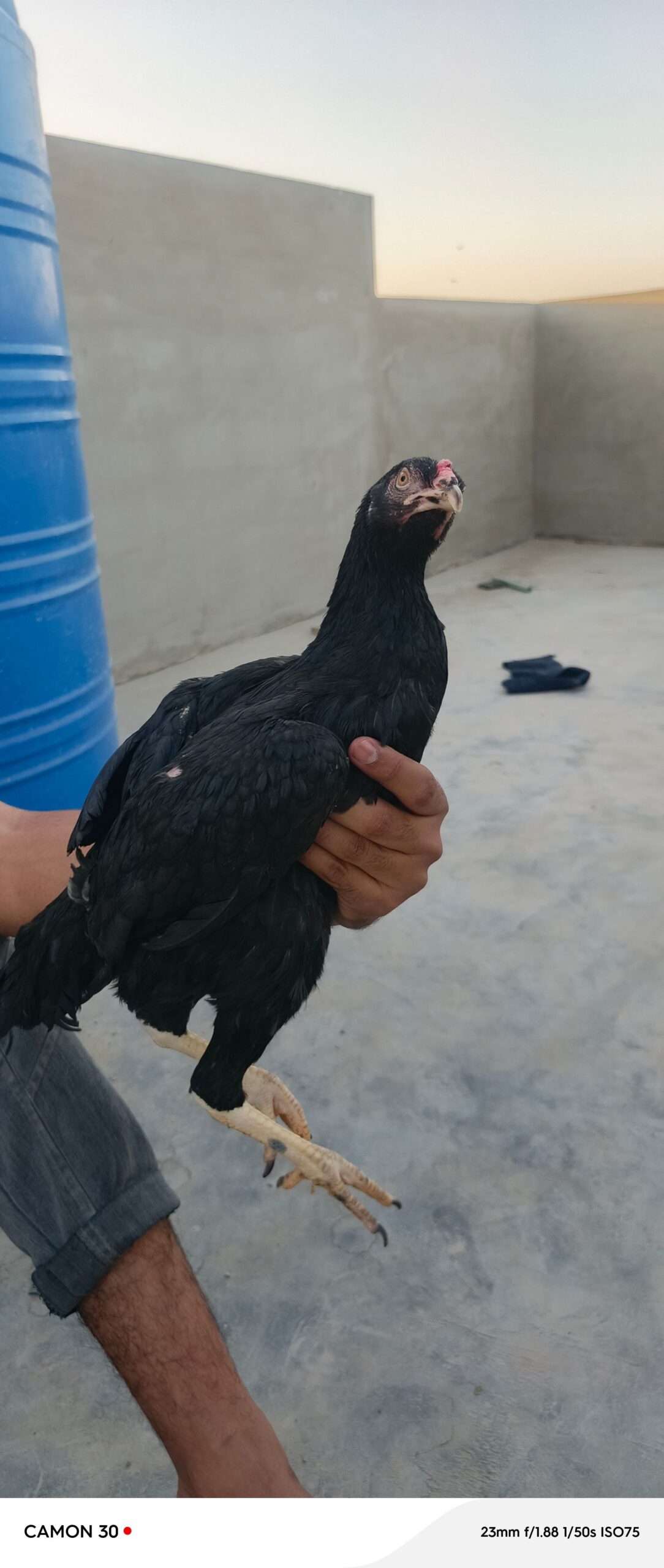 Aseel pathia for sale