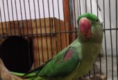 Raw parrots pair for sale.