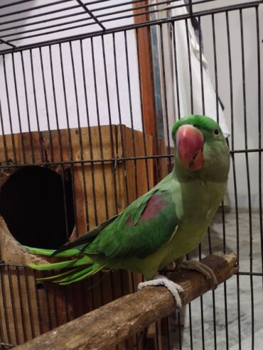 Raw parrots pair for sale.
