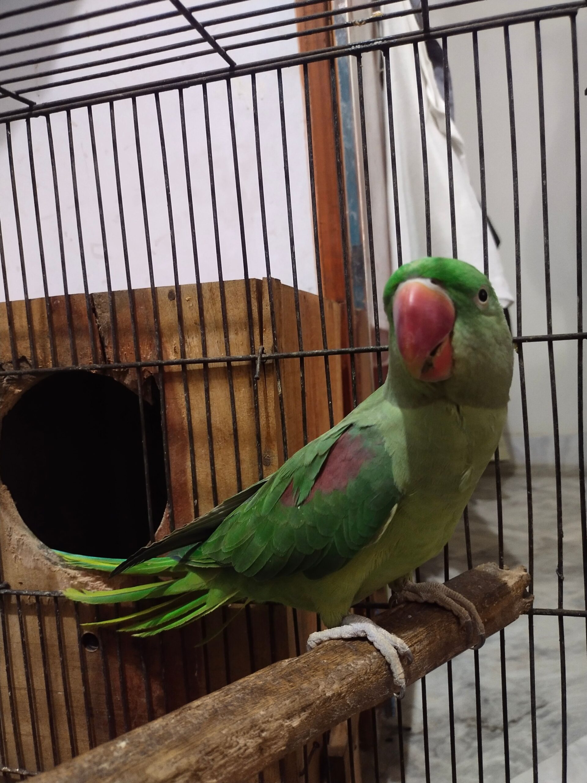 Raw parrots pair for sale.