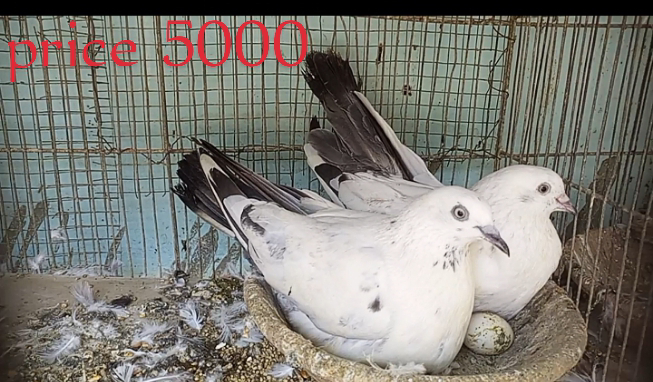Pigeons