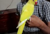 Yellow ringneck parrot