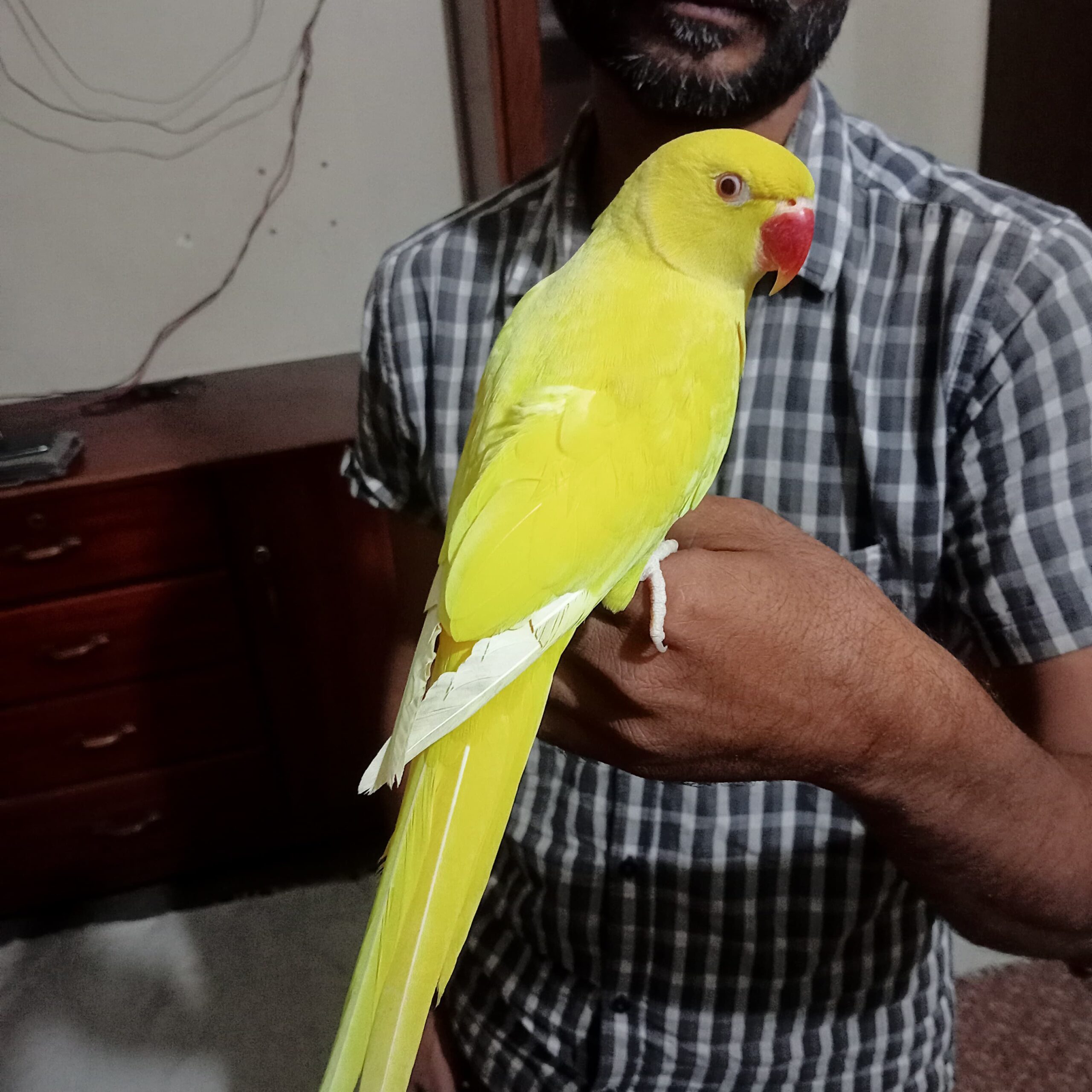 Yellow ringneck parrot