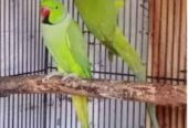 Green Ringneck breeder pair