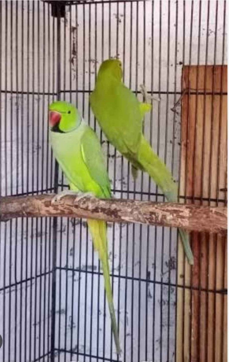 Green Ringneck breeder pair