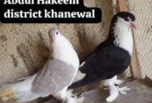 Lohari shirazi 2 female for sale