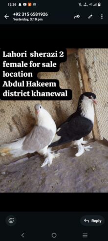 Lohari shirazi 2 female for sale