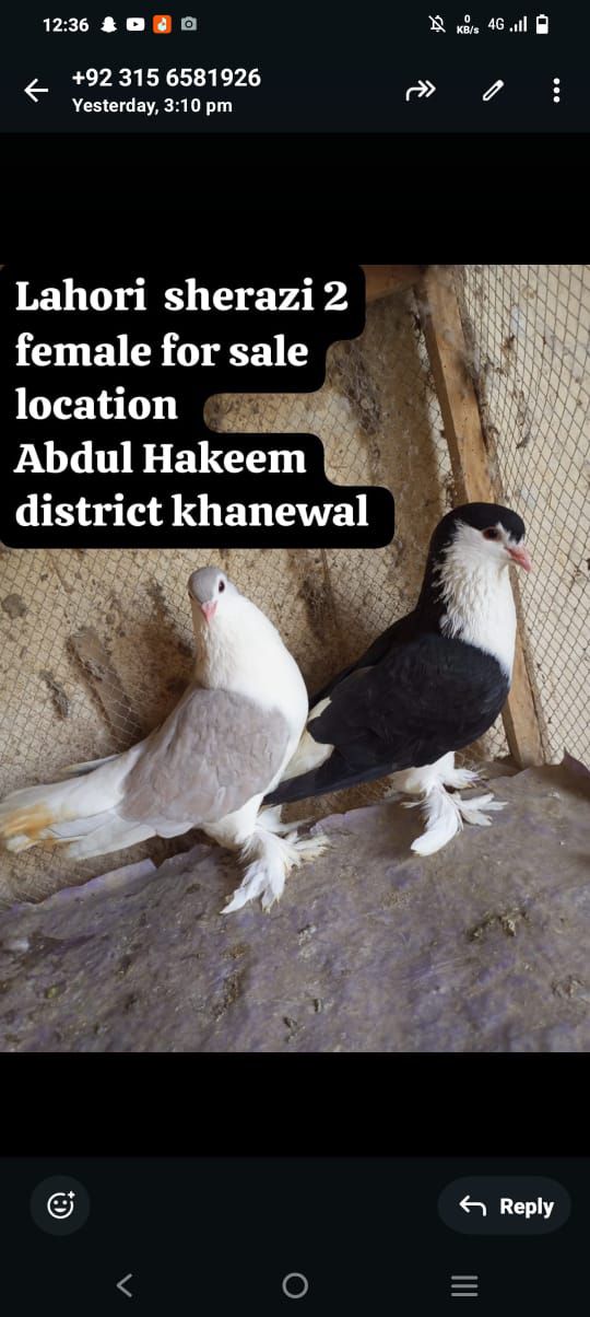 Lohari shirazi 2 female for sale