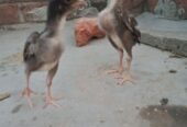 Aseel chicks for sale