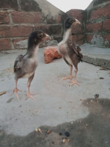 Aseel chicks for sale