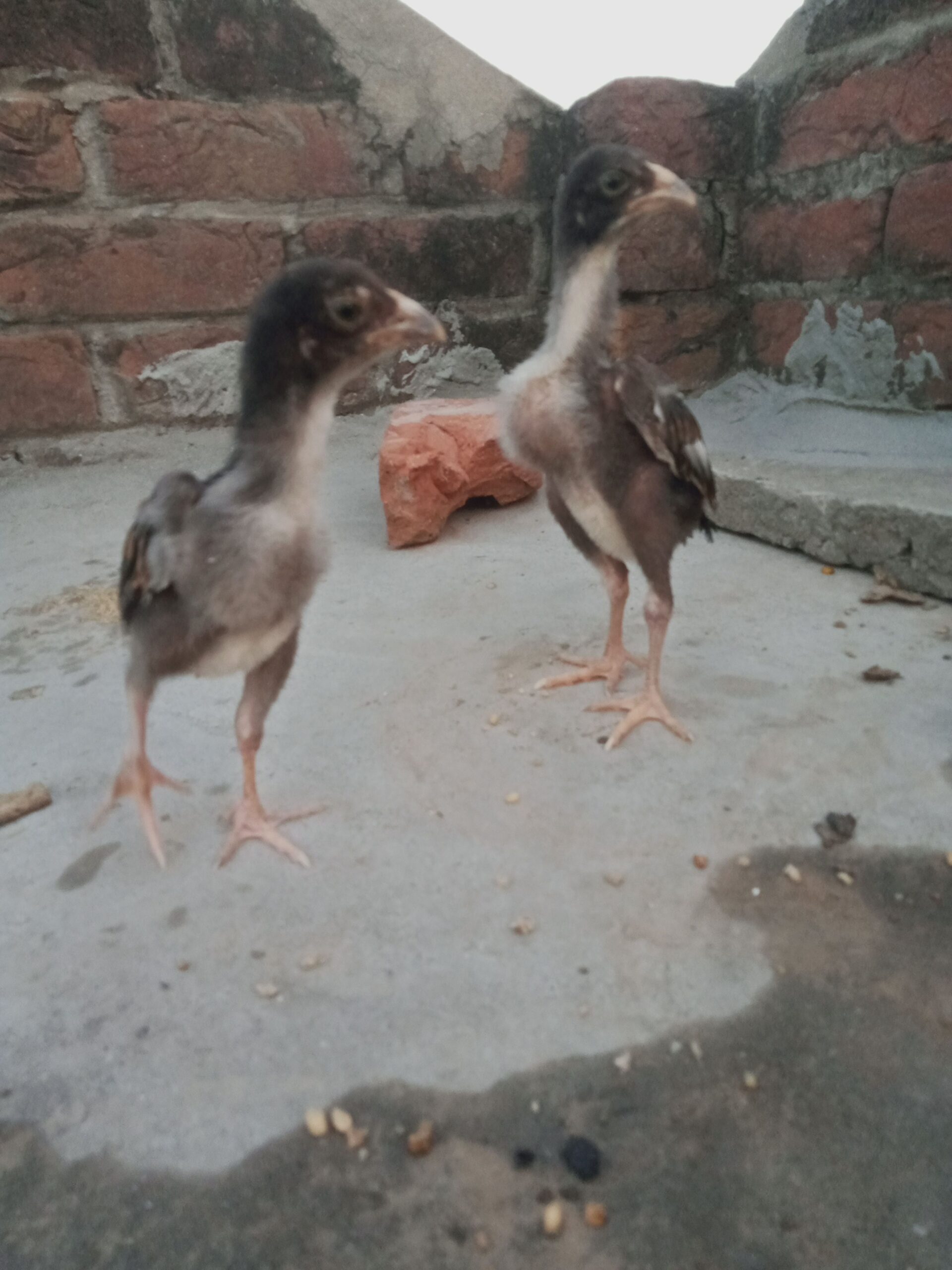 Aseel chicks for sale