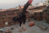 Aseel chicks for sale