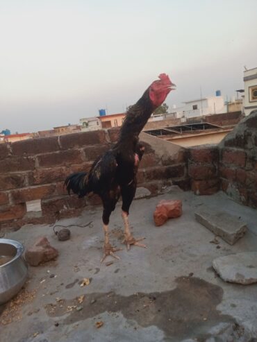 Aseel chicks for sale