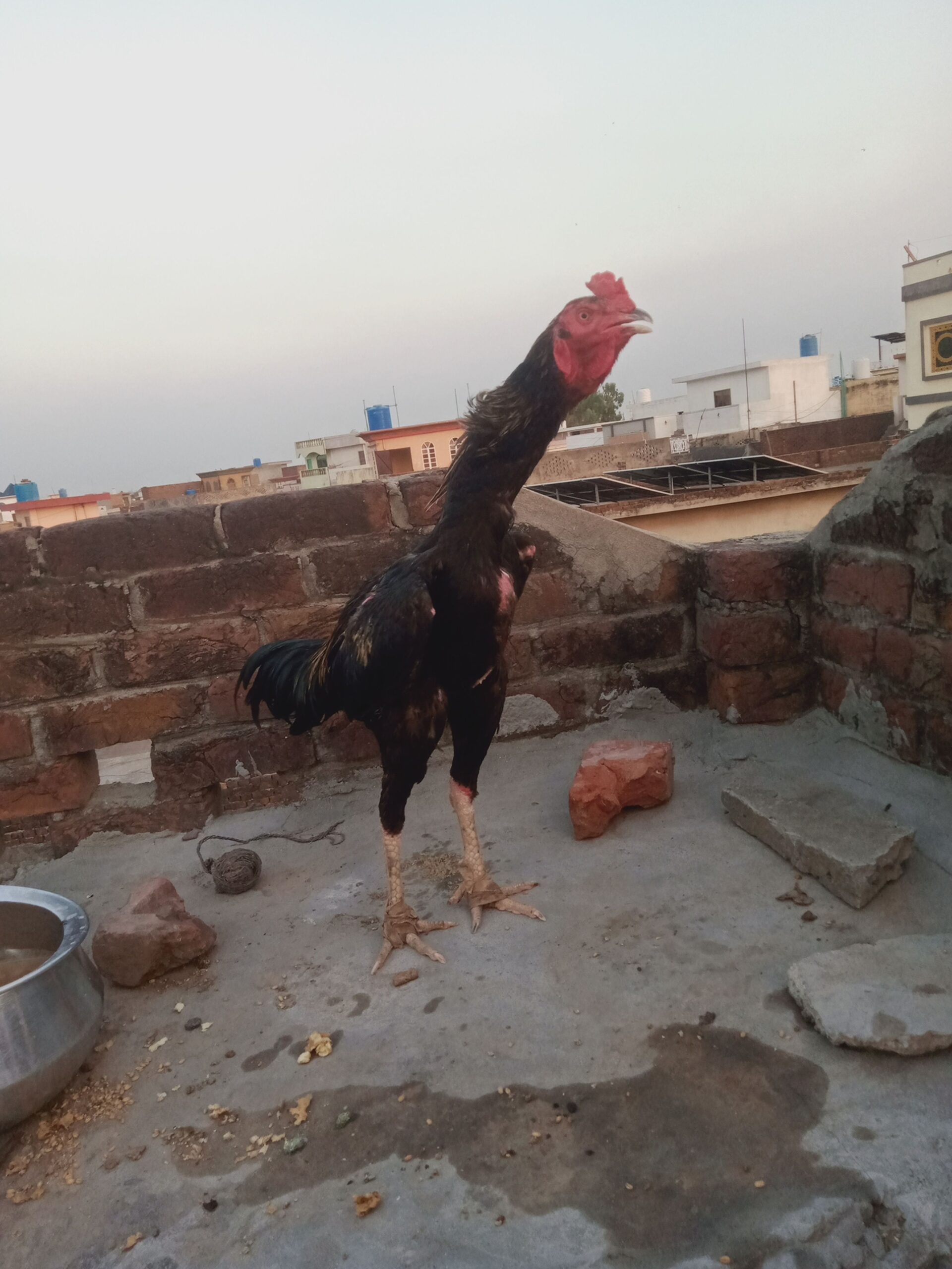Aseel chicks for sale