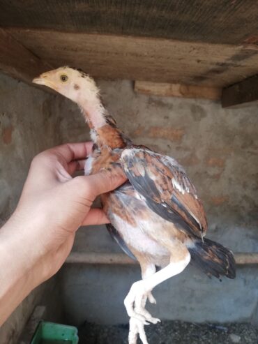 Aseel chiks