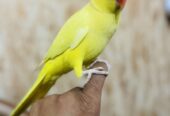 Yellow ringneck hand tame male urgent for sale