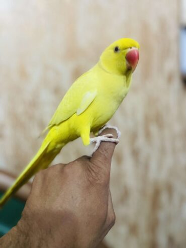 Yellow ringneck hand tame male urgent for sale
