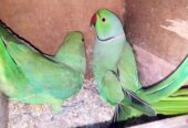 Green Ringneck breeder pair
