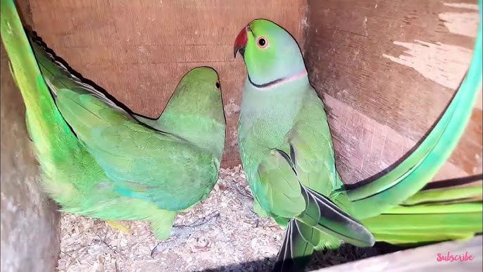 Green Ringneck breeder pair