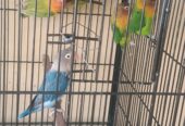 Love birds