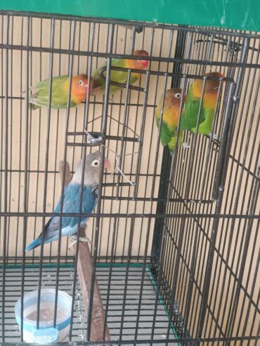 Love birds