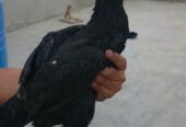Aseel pathia for sale