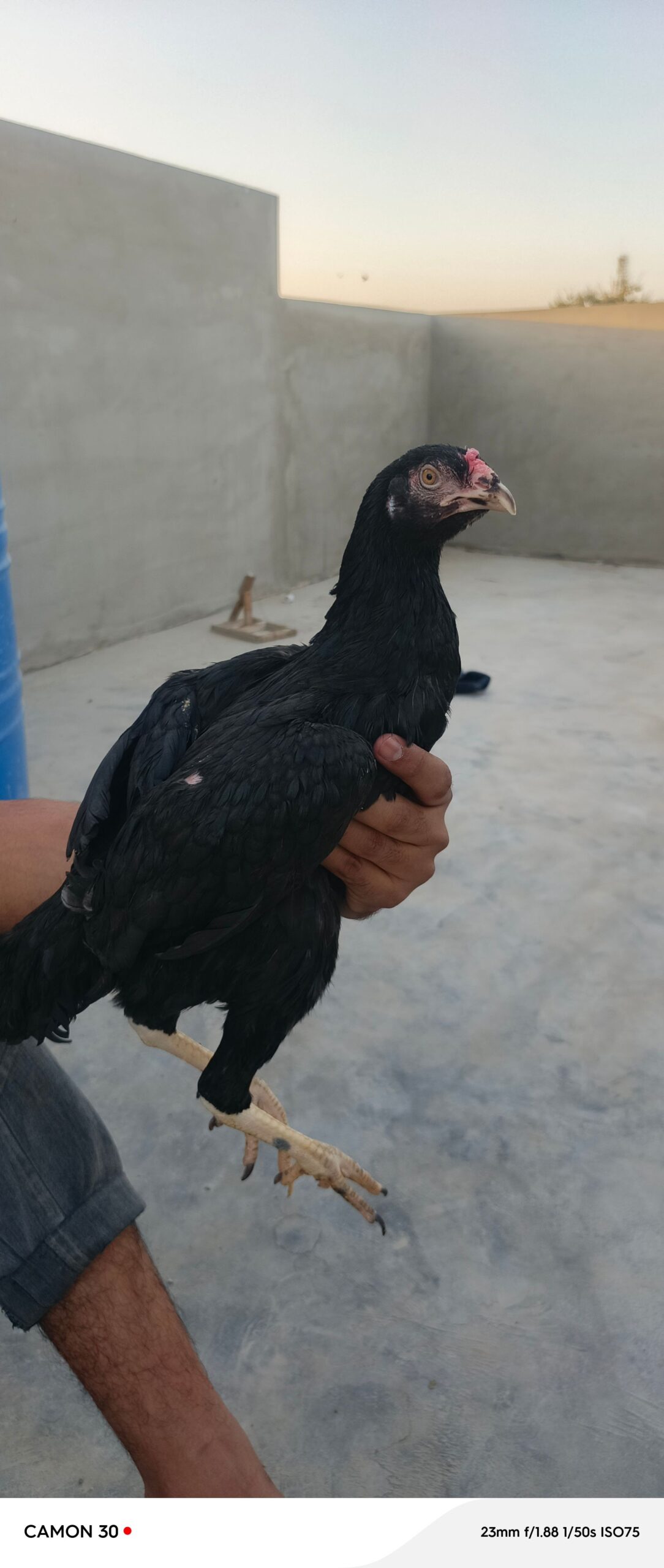 Aseel pathia for sale