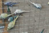 Bajri parrot