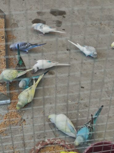 Bajri parrot