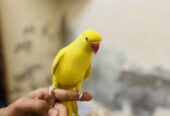 Yellow ringneck hand tame male urgent for sale