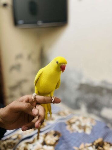 Yellow ringneck hand tame male urgent for sale