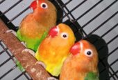 Mix love birds