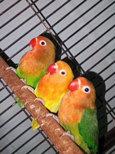 Mix love birds