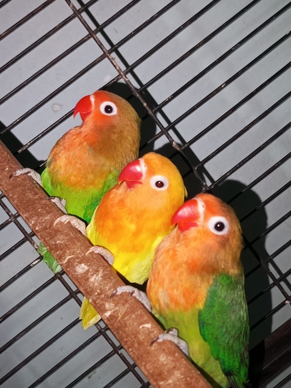 Mix love birds