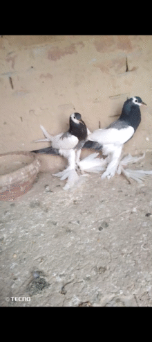 Blue magpai chicks for sale