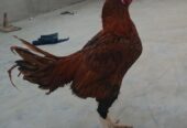 Aseel patha for sale