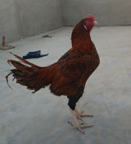 Aseel patha for sale