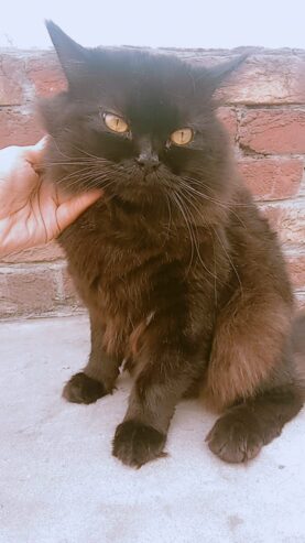 Black Pursion male