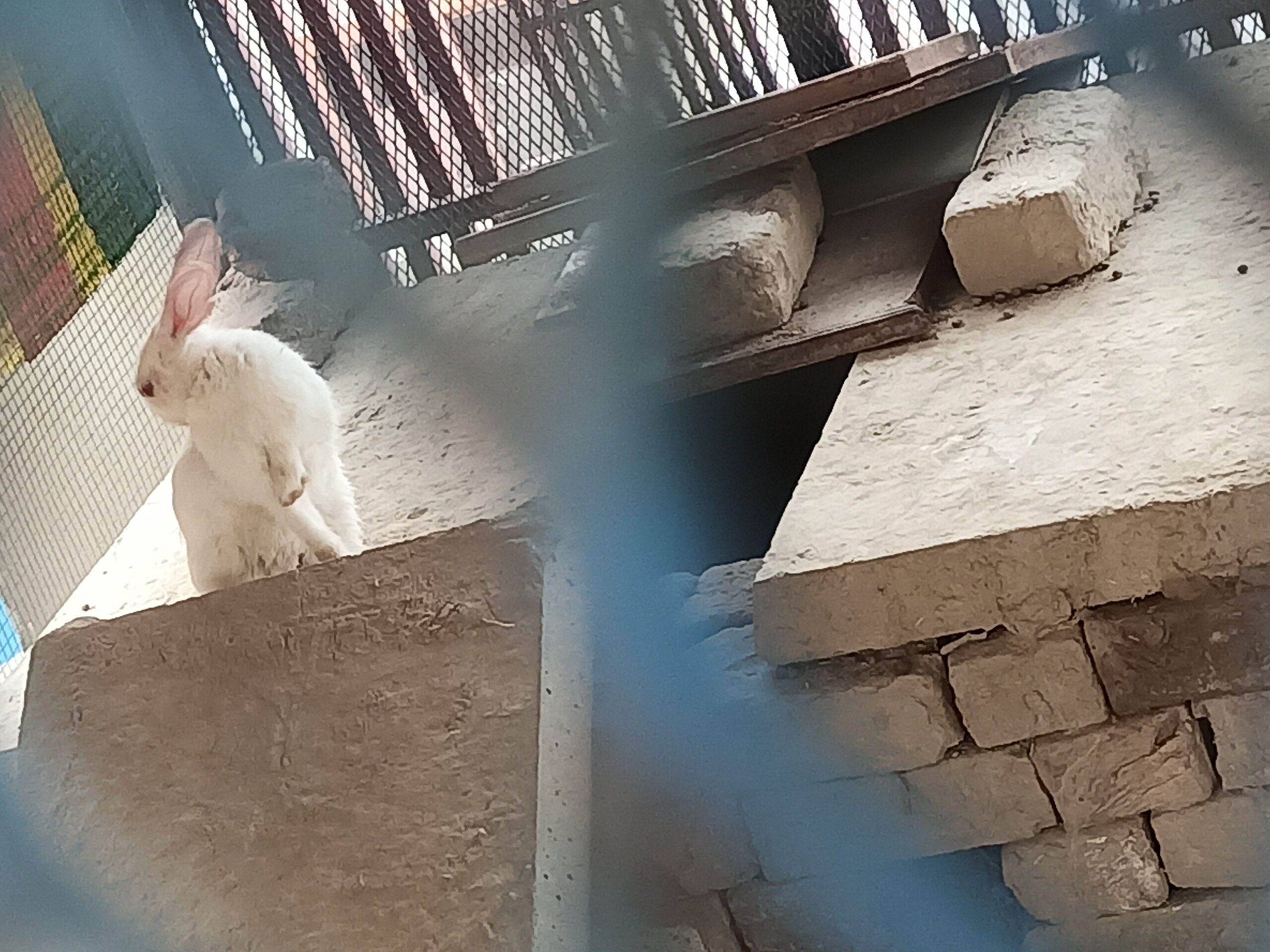 Rabbits breeder (Red eye )