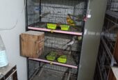 Cages