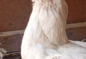 Heera Aseel breeder or 2 heera madiya for sale in multan.