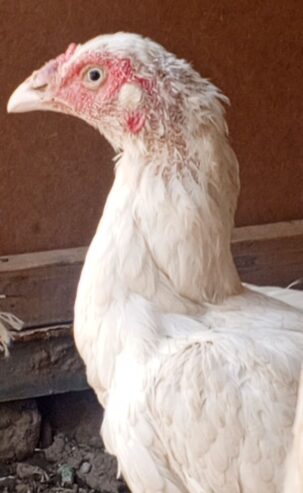Heera Aseel breeder or 2 heera madiya for sale in multan.