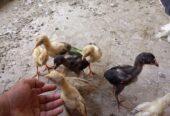 8 aseel checks for sale