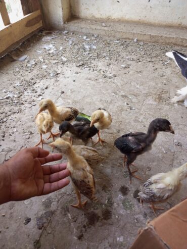 8 aseel checks for sale